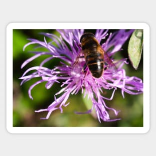 Bee On Purple Flower Magnet